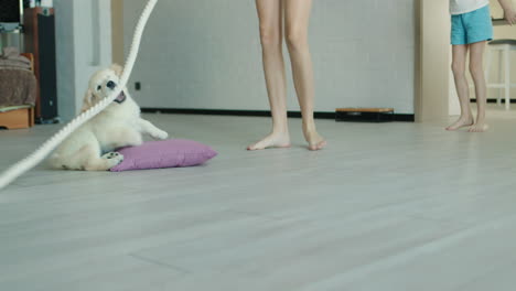 children play with a puppy in the living room. only legs and a puppy are visible in the frame, which is trying to catch the rope.