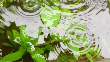 Pflanzen-Stehen-Bei-Regen-Im-Wasser