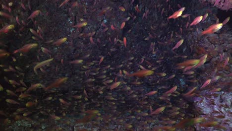 pez de vidrio en una cueva submarina tiro de gran ángulo