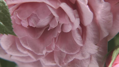 Closeup-pink-rose-blossom-fresh-spring-flower