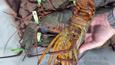 langostas siendo inspeccionadas en el mercado australiano de mariscos
