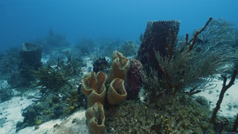 Diving-in-Mexico