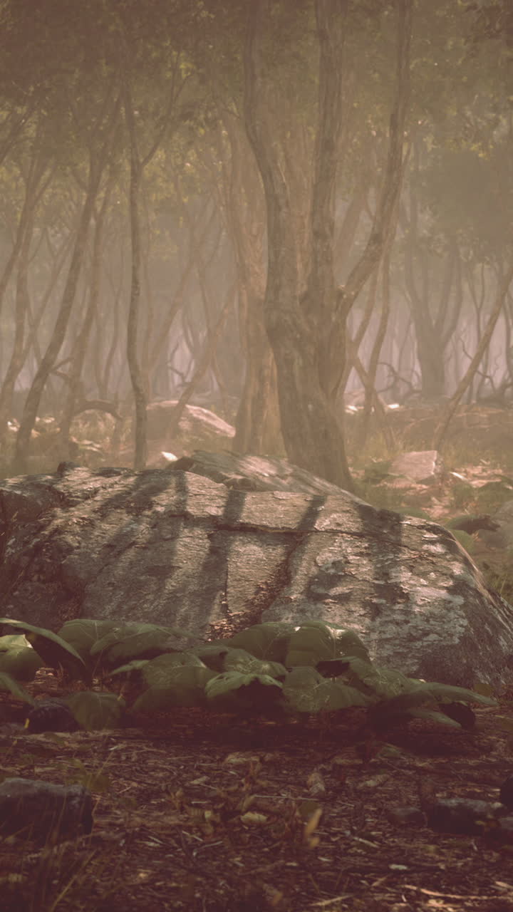un bosque brumoso y iluminado por el sol con una gran roca