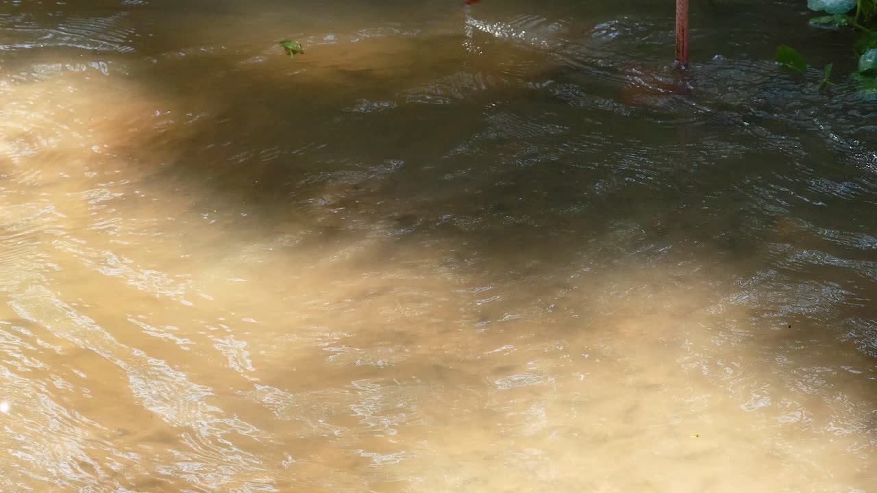 flamencos moviéndose con gracia a través de aguas poco profundas