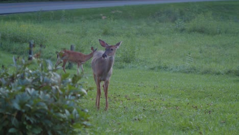 Apple-falls-near-two-white-tail-doe-deers-grazing-under-a-tree-by-a-road