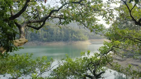 Drone-Vuela-A-Través-De-Las-Ramas-De-Los-árboles-Y-Abre-Una-Vista-Del-Lago-Y-Las-Montañas