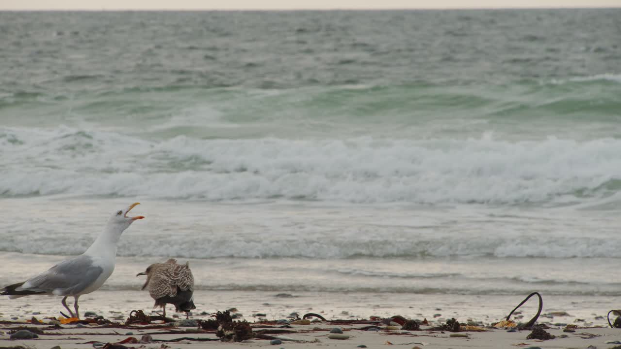 모래사장 해안선을 걷는 동안 비명을 지르는 갈매기, 정적인 전망