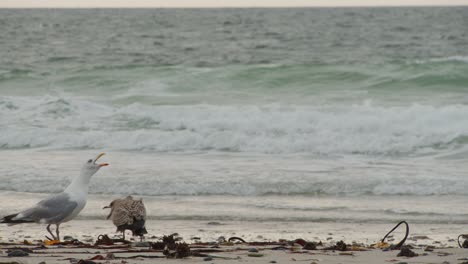 Gaviota-Gritando-Mientras-Camina-Por-La-Costa-Arenosa-Del-Océano,-Vista-Estática