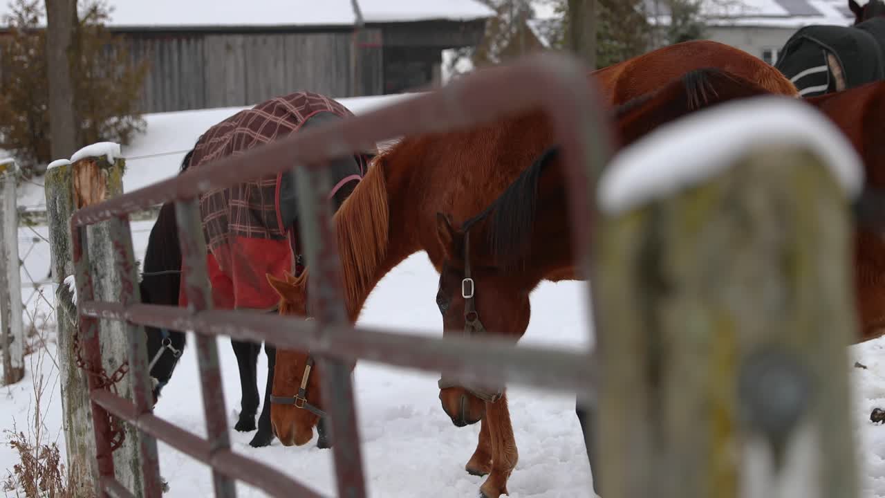 caballos parados junto a la valla en invierno en 4k