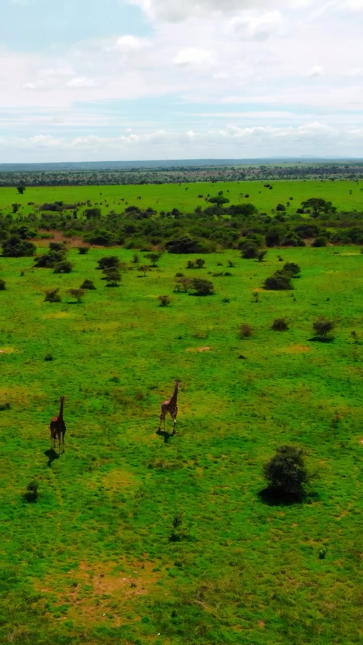 Vista aerea di prateria aperta con arbusti sparsi e piccoli alberi, vasta pianura verde sotto un cielo alto e nuvoloso. Media