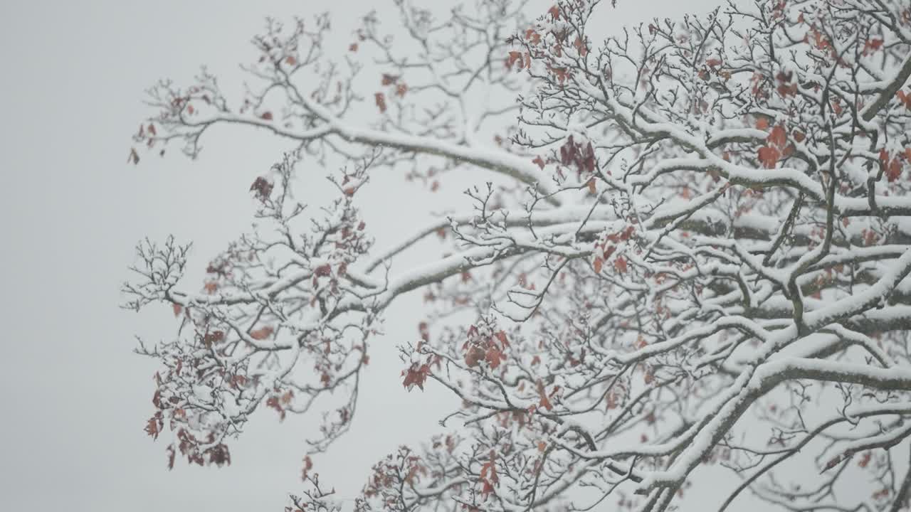 계절의 첫 번째 눈은 은 가을 잎을 가진 오크 나무 가지에 가게 떨어집니다. 근접 파랄락스 에서 보여집니다.