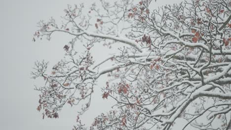 The-first-snow-of-the-season-falls-lightly-on-oak-tree-branches-with-withered-autumn-leaves,-shown-in-a-close-up-parallax-shot