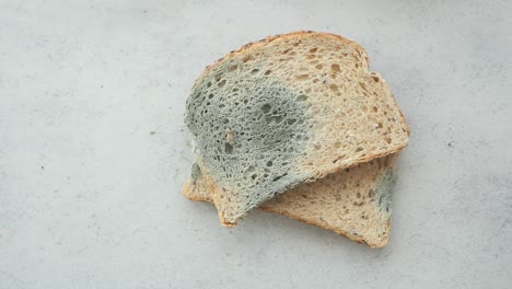 rebanadas de pan con moho