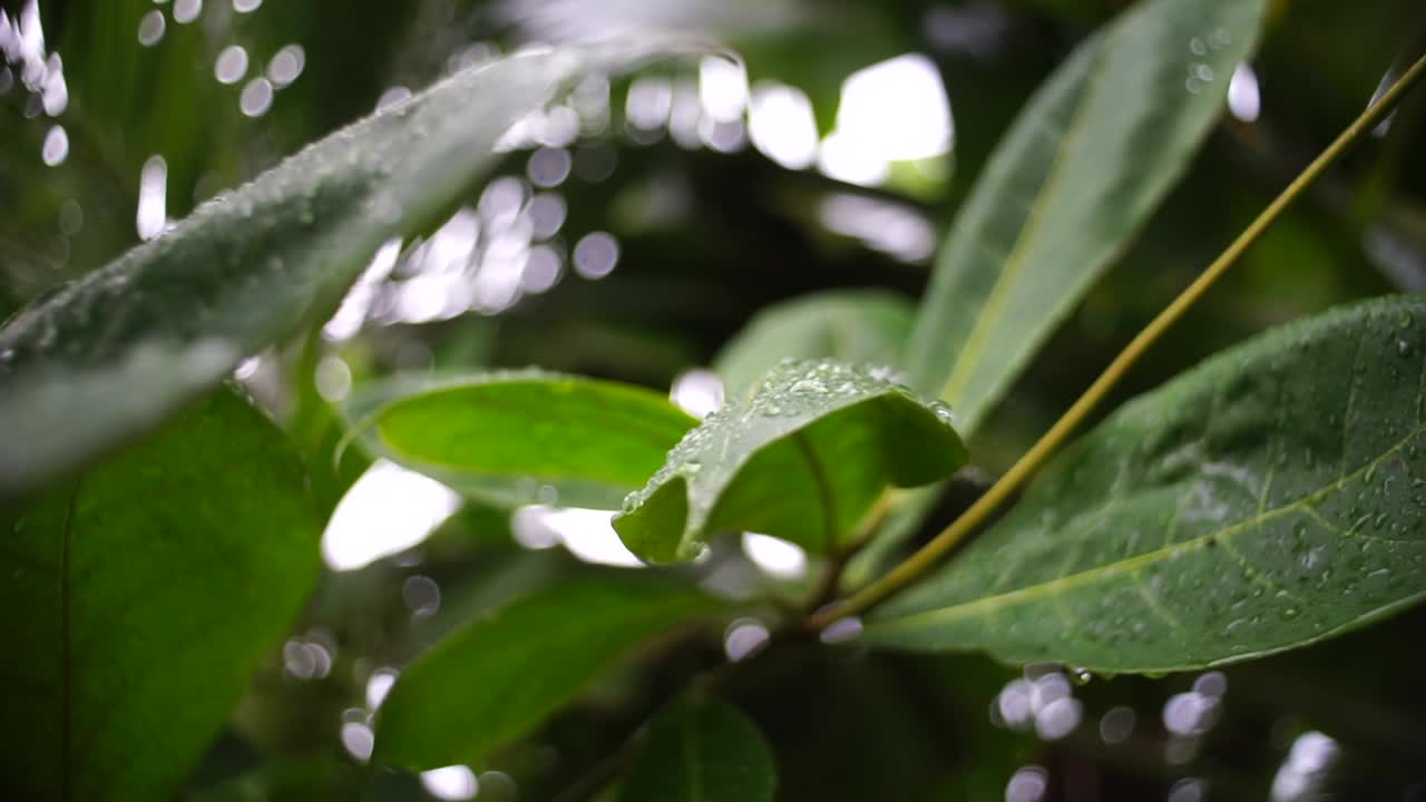 Water Droplet Falling on a Tropical Leaf, Guadeloupe