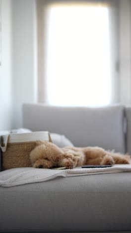 sleepy dog on a sofa