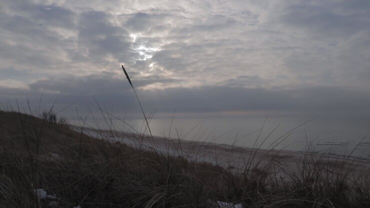still shot of weeds moving in the breeze