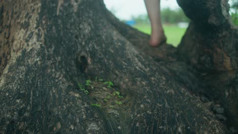 close-up on woman's bare feet moving along textured tree bark in a natural forest setting