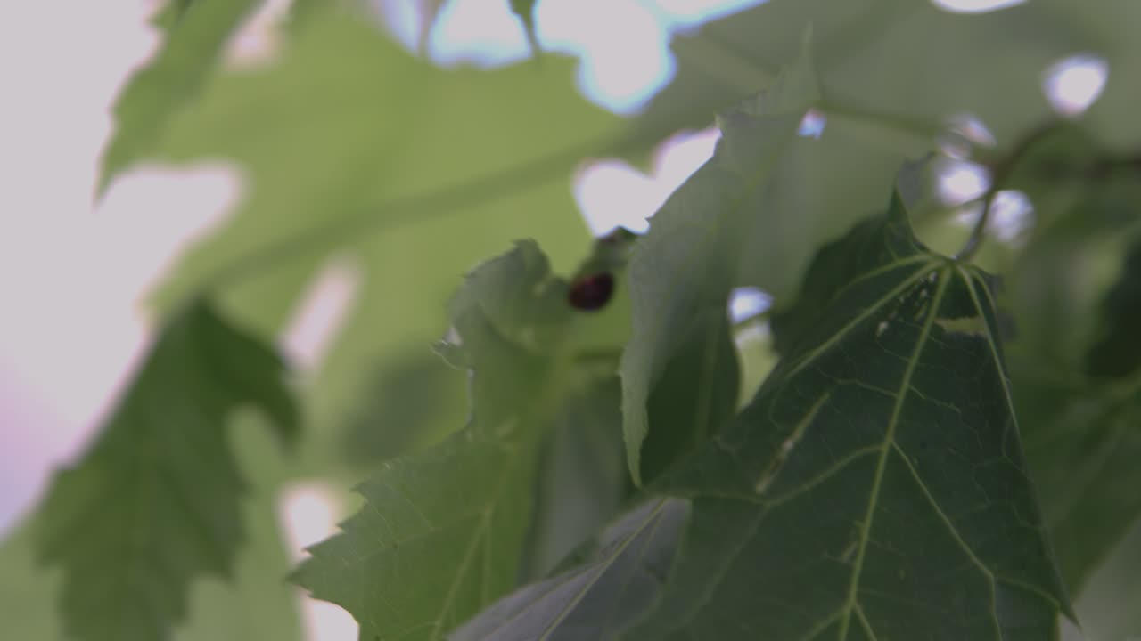 Primo piano di una coccinella che cammina sulle foglie in ambiente urbano