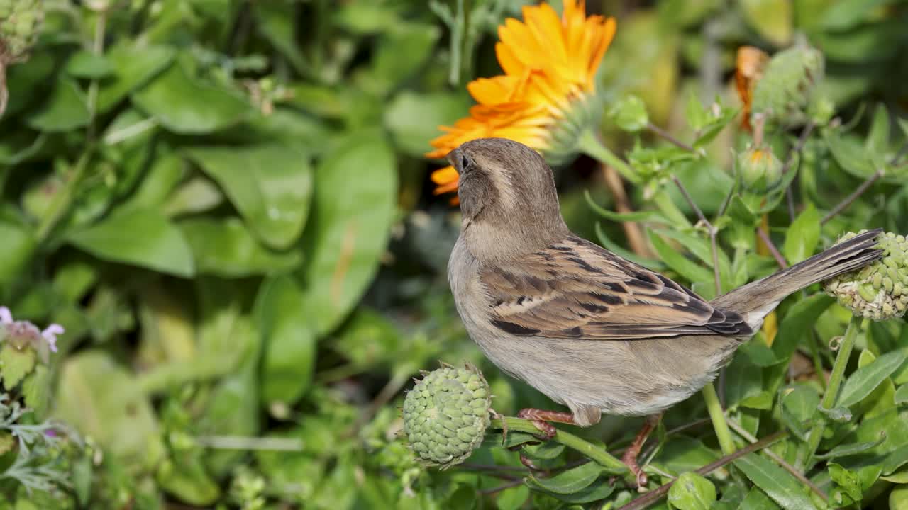 A sparrow explores vibrant flowers in a lush garden setting, captured with natural lighting and close-up detail
