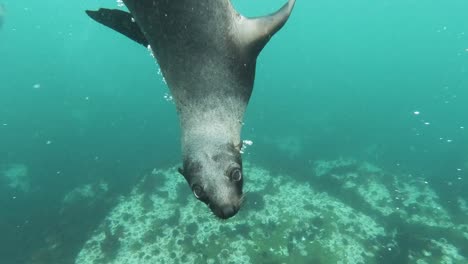 Primer-Plano-Submarino-De-Un-Grupo-De-Leones-Marinos-Nadando-En-El-Océano,-Vista-De-Focas-Salvajes-Criaturas-De-Mamíferos-Acuáticos