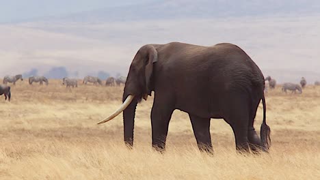 beautiful shot of a dark elephant walking in the grass at ngorongoro crater tanzania