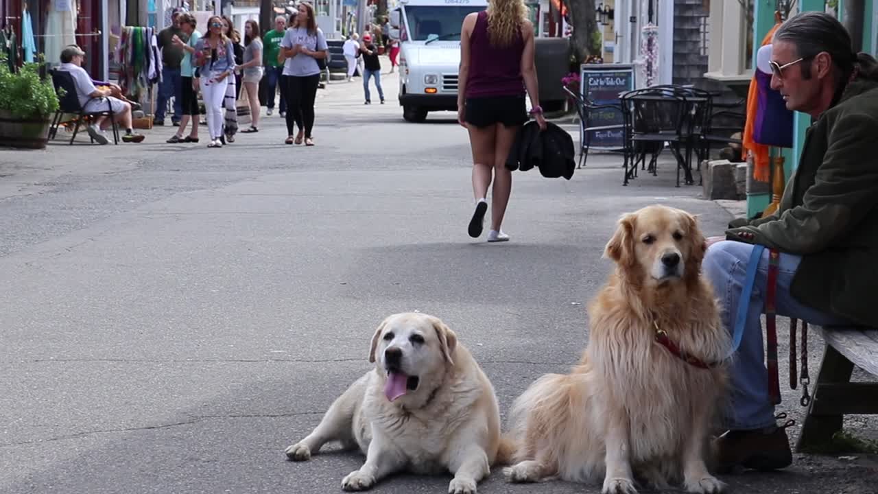 Large overweight dog struggles to move. City environment