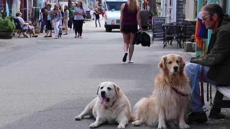 large overweight dog struggles to move. city environment