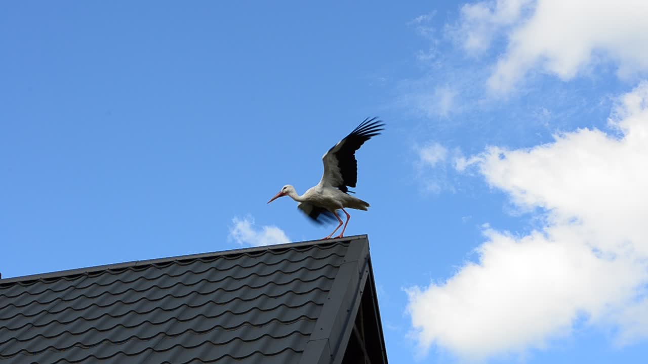 Stork on a roof. Shooting of a stork