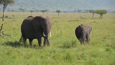 Zwei-Elefanten-Stehen-Im-Grünen-Grasland-Afrikas-Mit-Bäumen-Im-Hintergrund