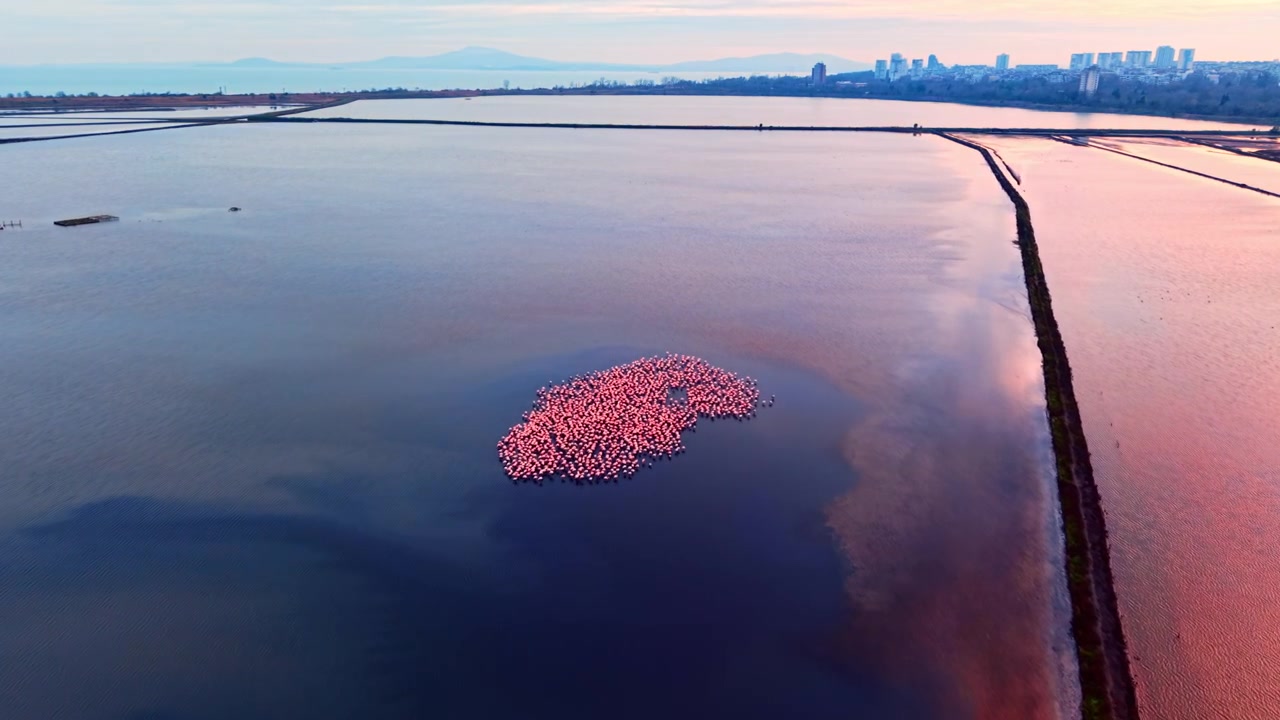 Luftfoto af saltsletter med en fjern flamingoflok, Bulgarien. Lyserød aftenshimmel reflekteres i geometriske vandkanaler nær en by