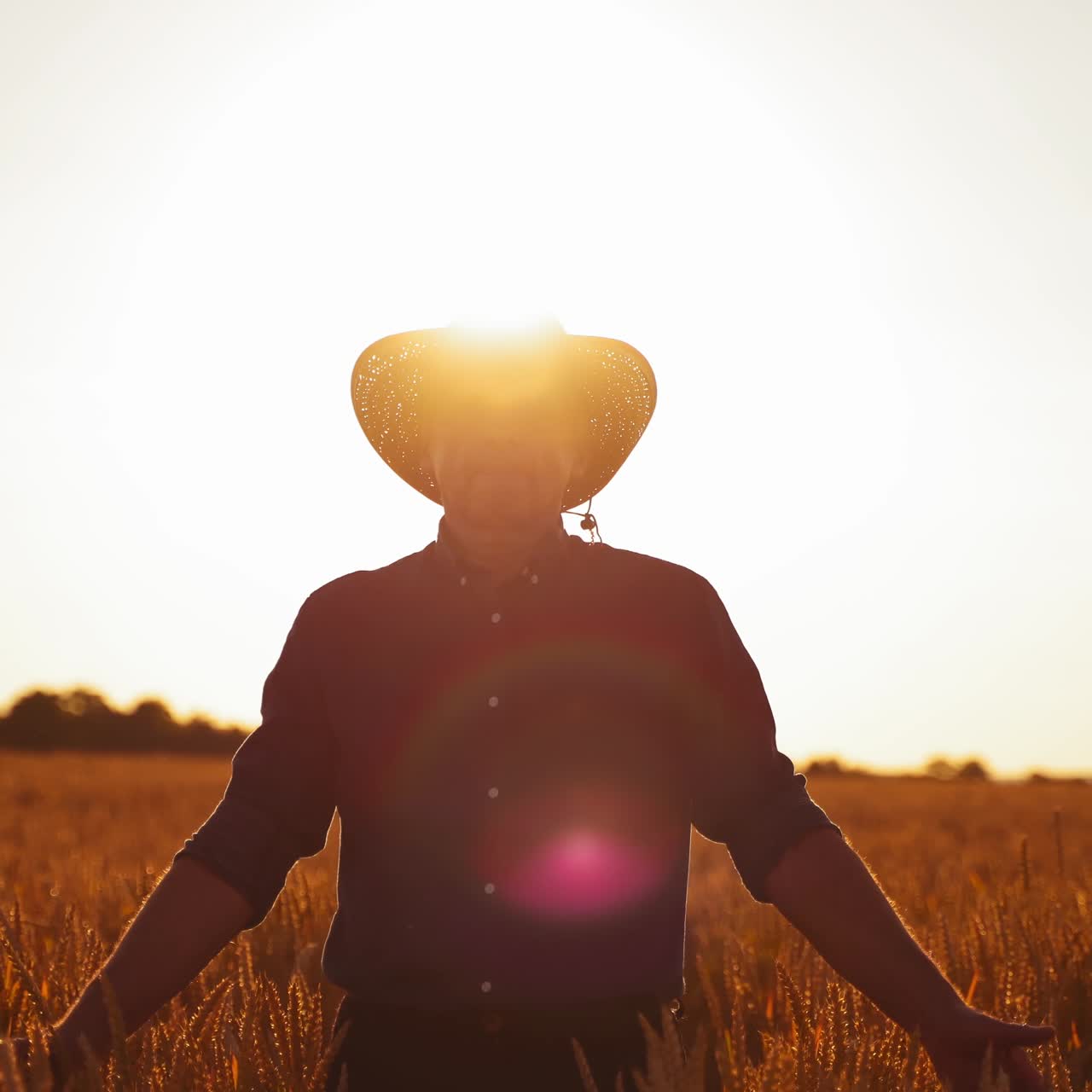 Farmer in hat examining crop. Agronomist walking through orange wheat field at sunset. Man touches wheat spikelets with hands. Front view.