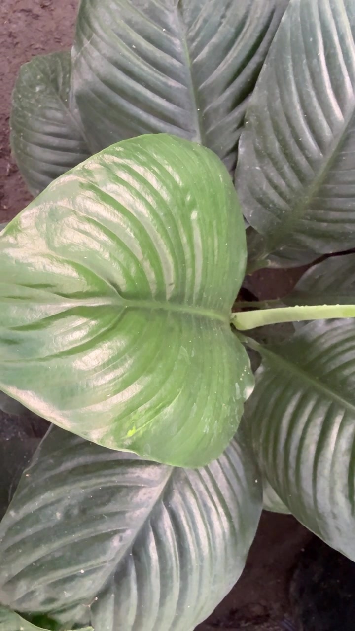 Foglia di pianta verde brillante con venature dettagliate