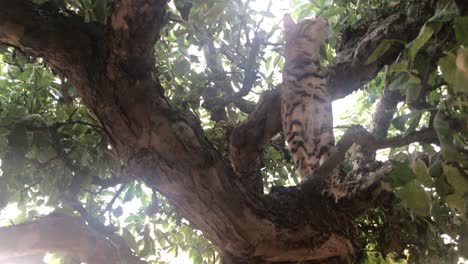 a bengal cat free in a tree-2