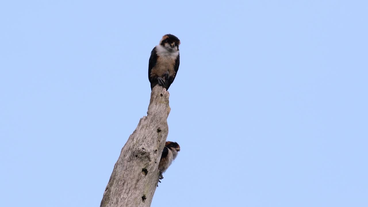 검은 허벅지 매는 아시아 일부 국가의 숲에서 발견되는 가장 작은 맹금류 중 하나입니다.