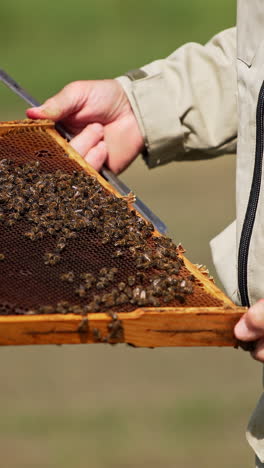 beekeeper inspecting honeycomb frame with bees
