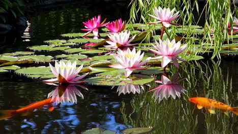 vibrant water lilies and koi fish in a serene pond