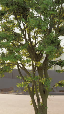 small tree with green leaves in parking lot