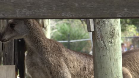 Australian-Kangaroo-in-captivity