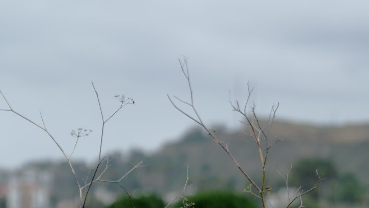 The branches of a dry bush in the foreground.