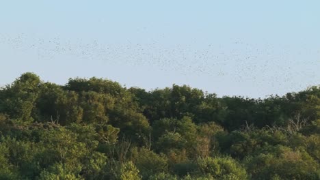 antena - bandada gigante de pájaros vuela sobre las copas de los árboles en un parque en los países bajos