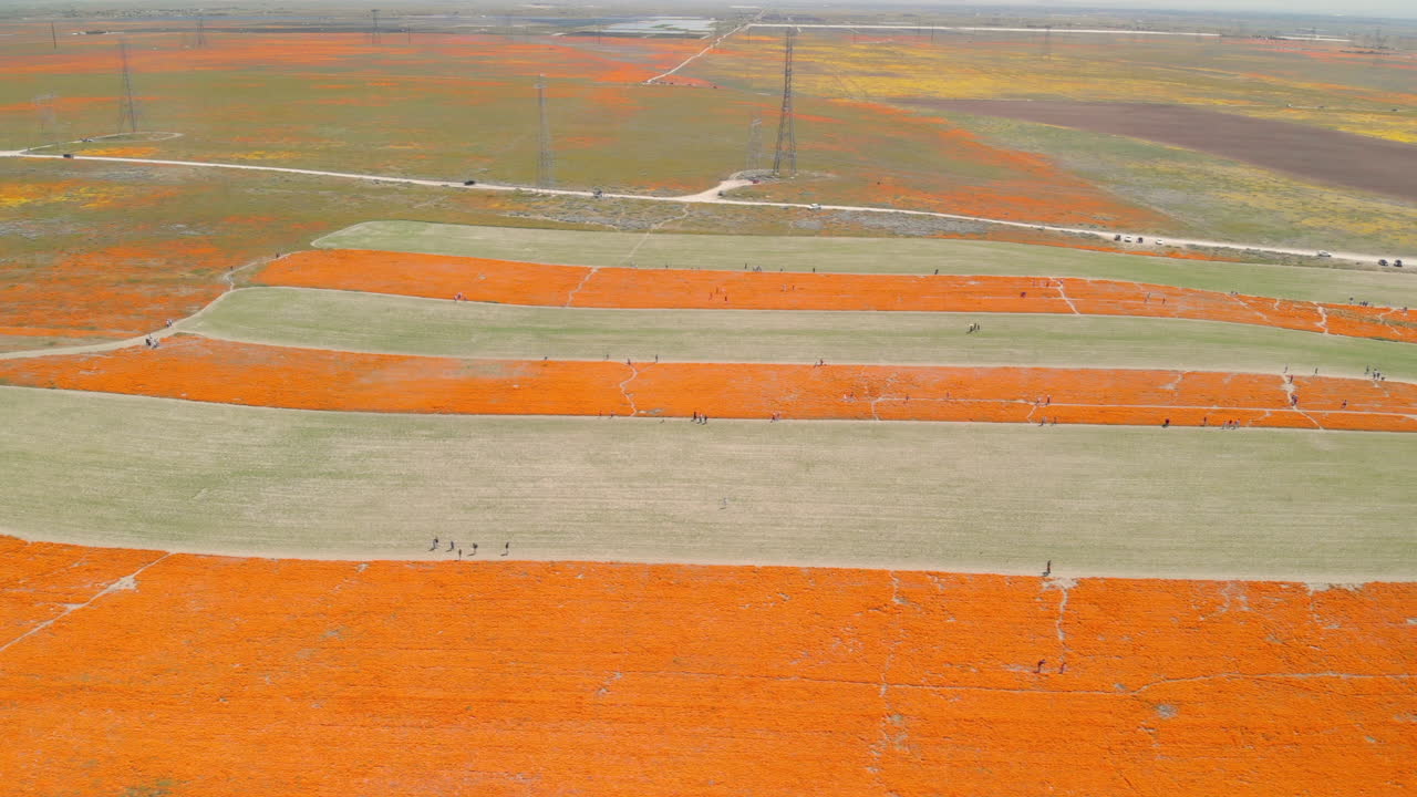 아름다운 오렌지 야생 꽃과 멀리 주차 된 자동차로  ⁇ 인 캘리포니아의 아름다운 여름 풍경의 항공 영상