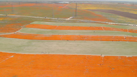 aerial footage of a gorgeous summer landscape in california with field covered in beautiful orange wildflowers and parked cars in distance