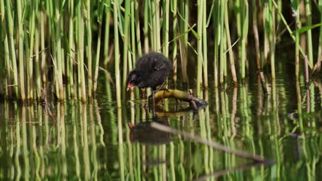 un pájaro joven en el pantano