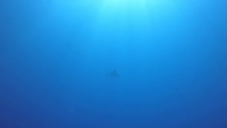 이집트의 은 바다에서 발견된 은 독수리 (aetobatus narinari) 의 4k 영상.