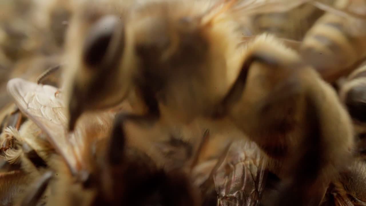 las abejas suben una encima de la otra, la cámara está en el centro de la colonia durante el enjambre en la naturaleza
