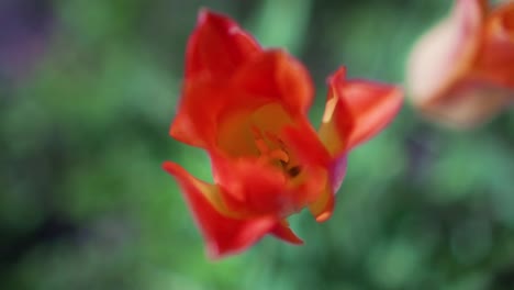 slow motion shot pushing into close up of blooming tulip flower