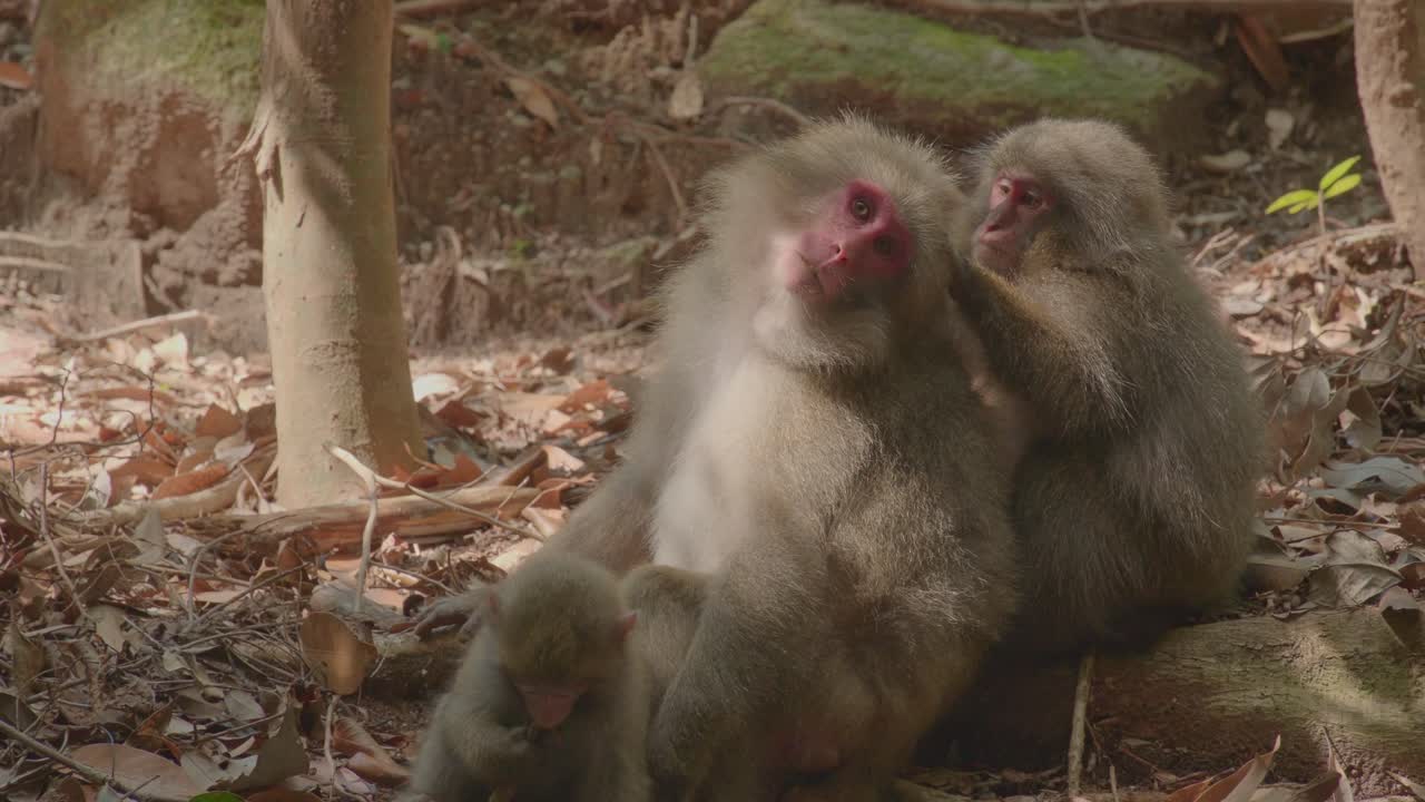 A group of Japanese macaques sits on the forest floor in Yakushima, Japan. One is being groomed while another tends to her babies. A peaceful moment of wildlife connection and care.