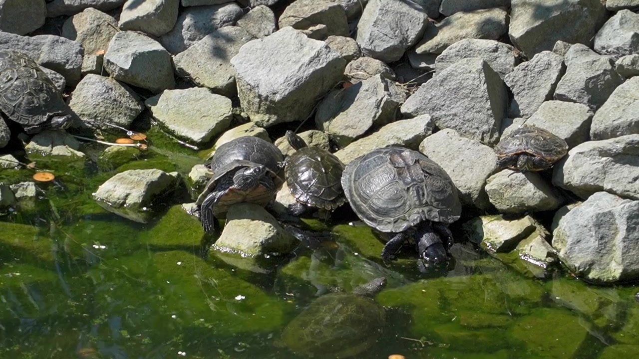 小さな岩の池に集まった4匹のカメが、緑がかった水面から頭と甲羅を出し、暖かい日差しを浴びている。この穏やかな光景は、淡水で共に休む爬虫類を捉えている。