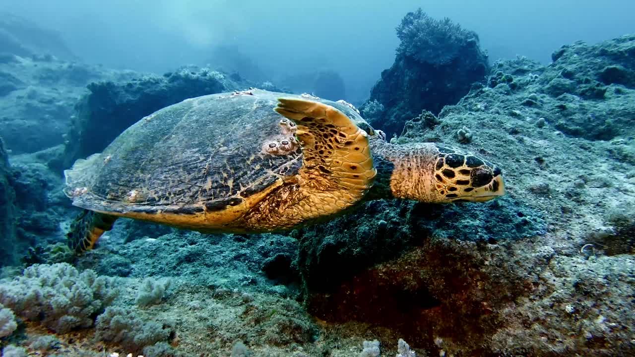 Close-up of hawksbill sea turtle swimming by rocky seabed at Mauritius
