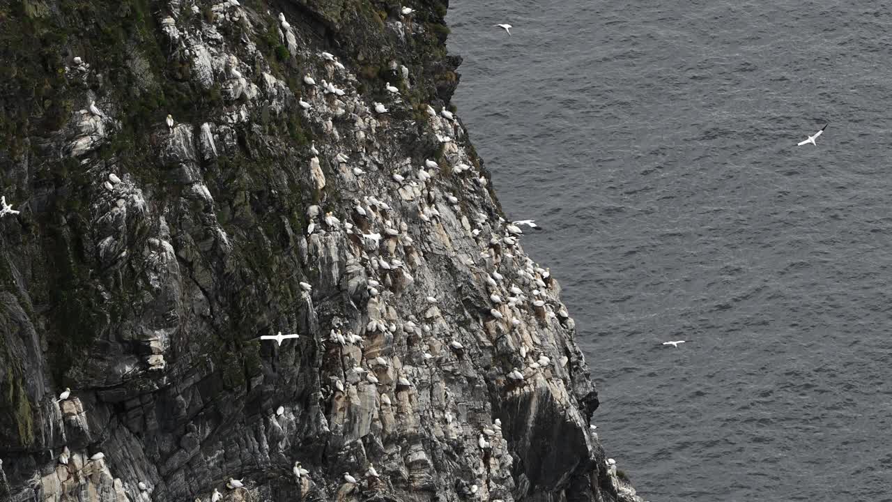 Slow motion overview of northern gannets gathered on a steep cliff high above the ocean. Some birds rest on rocks while others fly across the open sky
